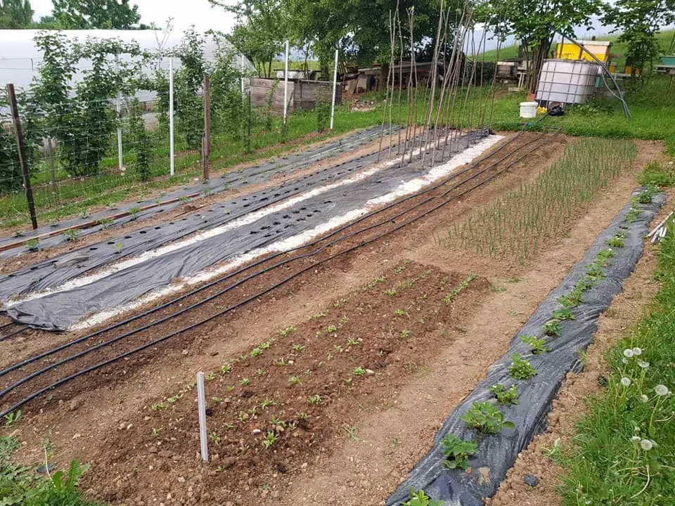 Urban Agriculture Sarajevo