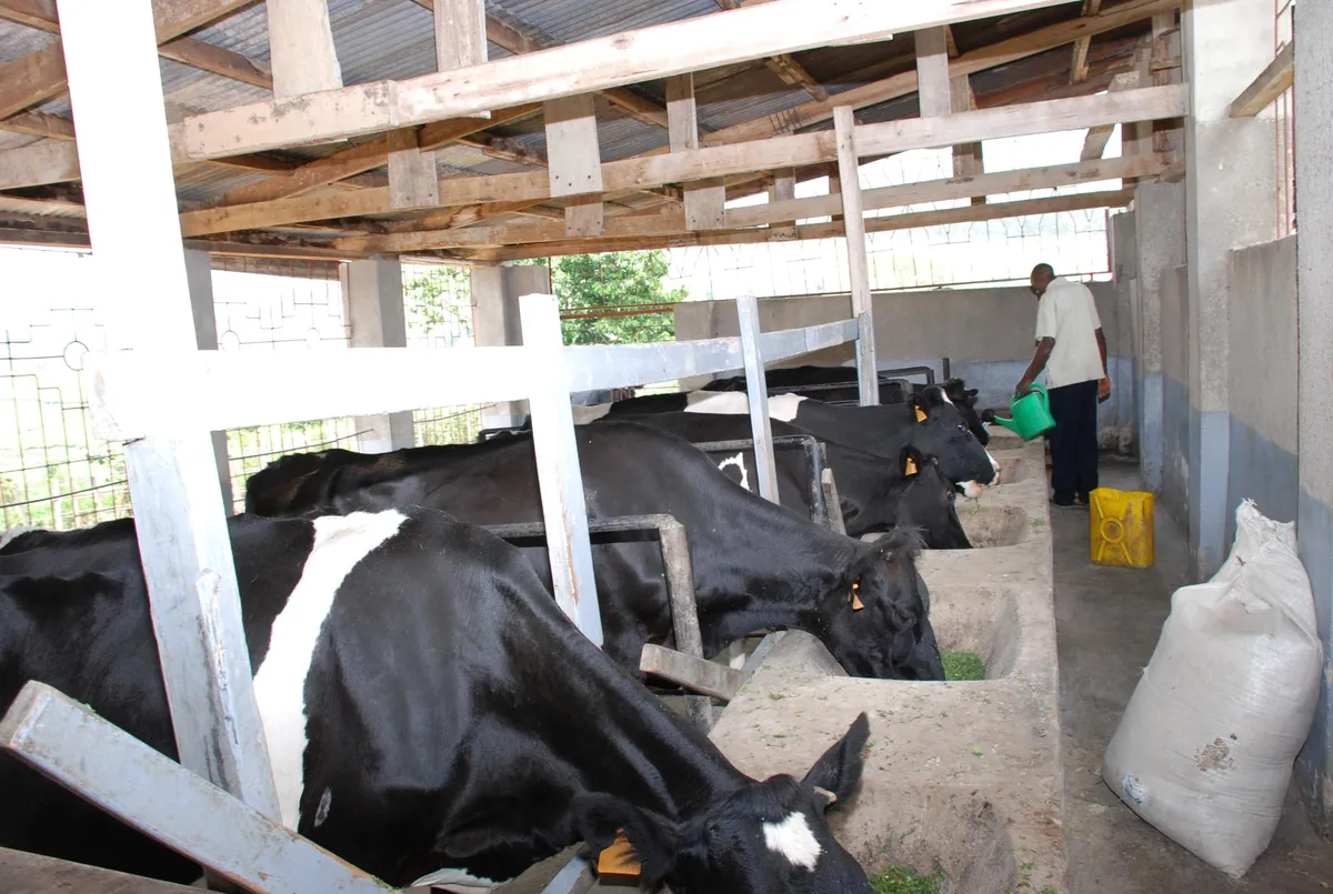 Dairy cattle fed with supplementary fodder (Amon Aine)