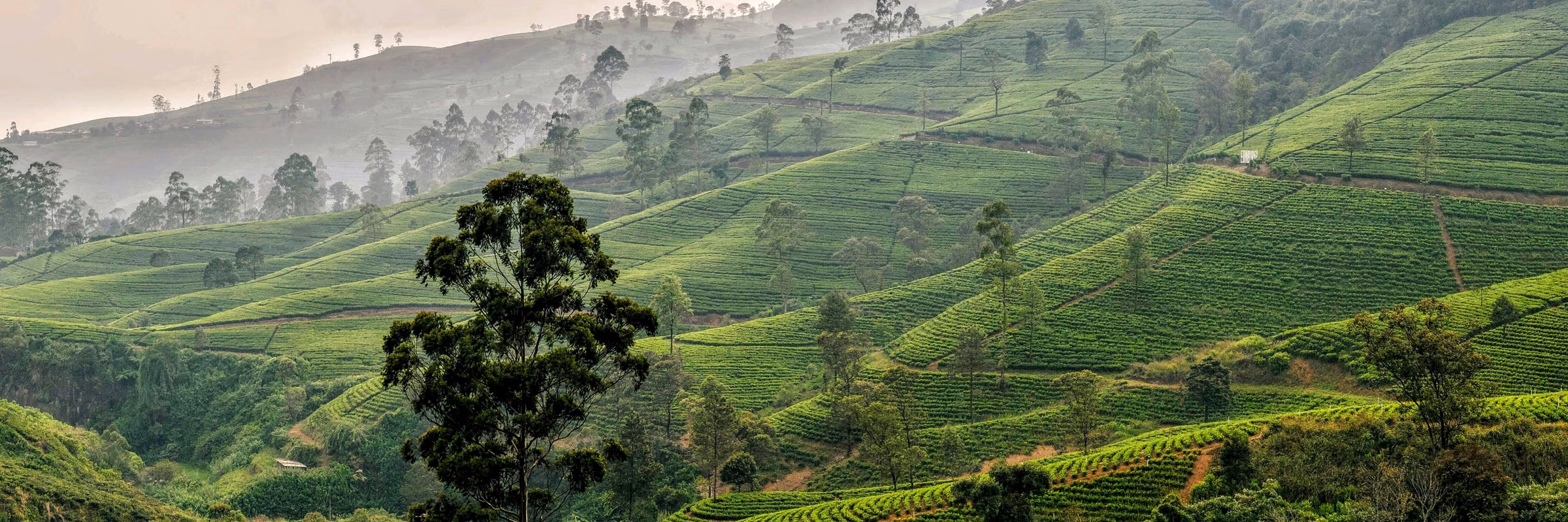 DS4LDN SriLanka_large
