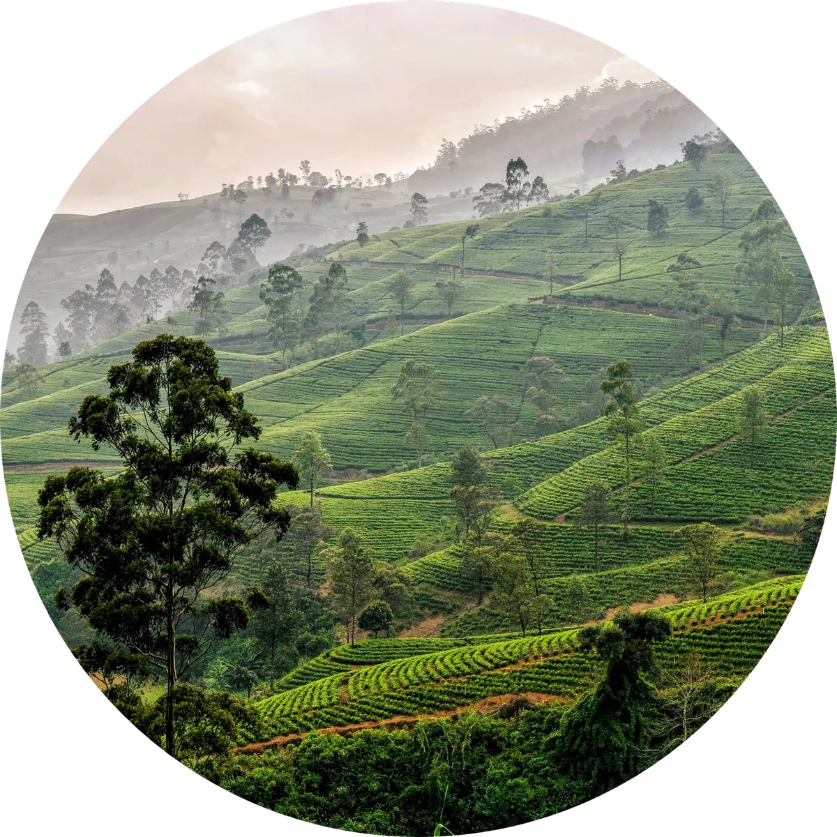 Sri Lanka