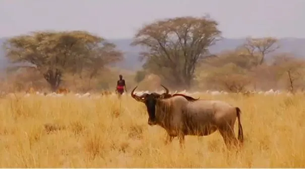 Enabling pastoral communities to restore rangelands